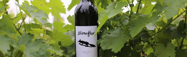 Slowfox wine label art and branding